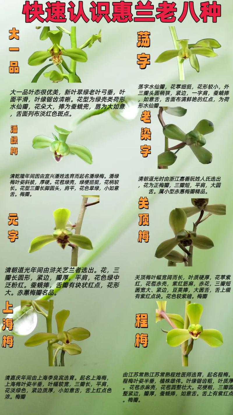 哪些蕙兰开花品种最美?附图片欣赏-第1张图片-宁夏农业信息网 哪些蕙兰开花品种最美?附图片欣赏-第1张图片-宁夏农业信息网