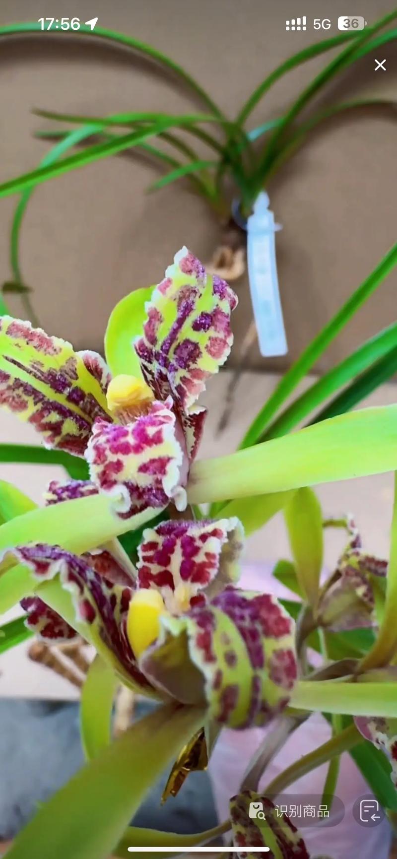 哪些蕙兰开花品种最美?附图片欣赏-第2张图片-宁夏农业信息网 哪些蕙兰开花品种最美?附图片欣赏-第2张图片-宁夏农业信息网