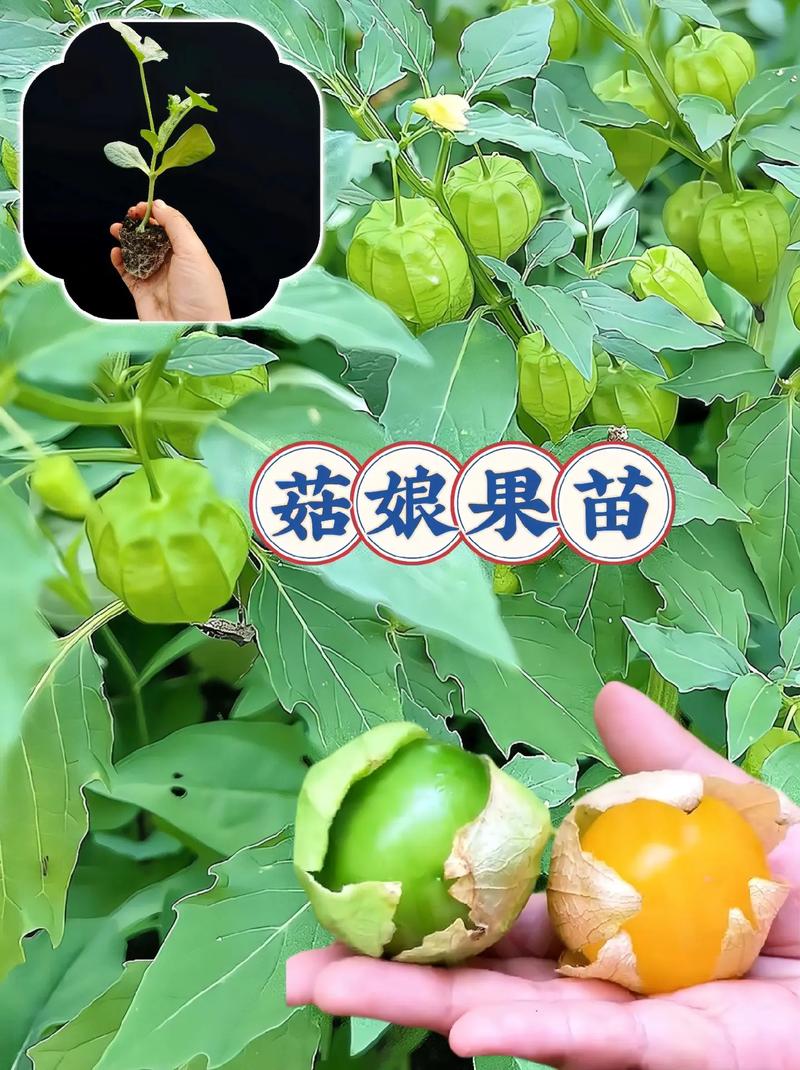 姑娘果怎么种？视频教你方法！-第1张图片-宁夏农业信息网