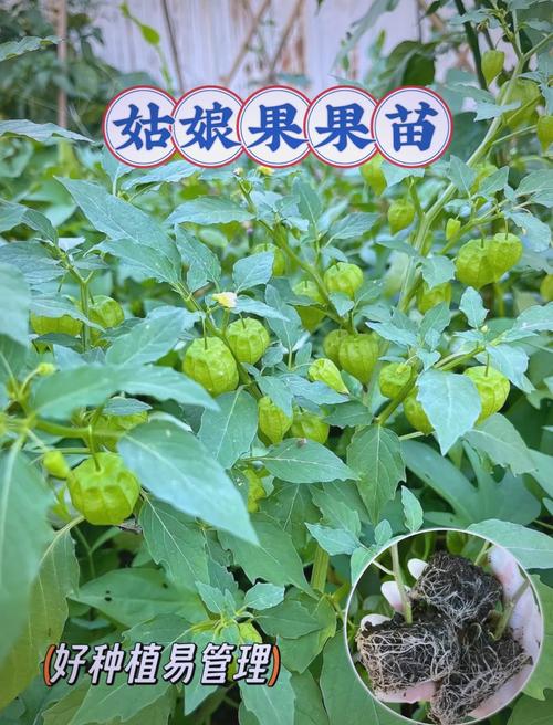 姑娘果怎么种？视频教你方法！-第2张图片-宁夏农业信息网