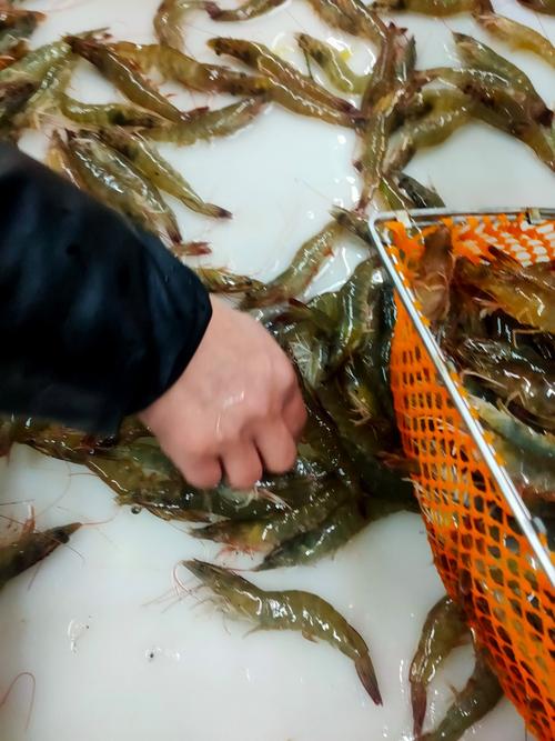 明虾养殖技术视频如何高效提升产量？-第1张图片-宁夏农业信息网