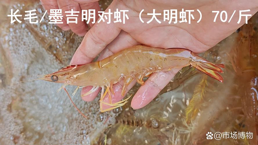 明虾养殖技术视频如何高效提升产量？-第2张图片-宁夏农业信息网