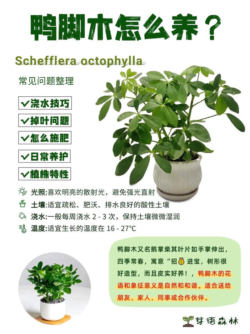 鸭掌怎么养?养殖方法和注意事项有哪些?-第1张图片-宁夏农业信息网 鸭掌怎么养?养殖方法和注意事项有哪些?-第1张图片-宁夏农业信息网