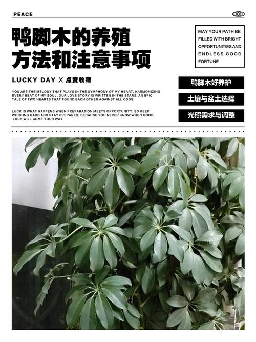 鸭掌怎么养?养殖方法和注意事项有哪些?-第3张图片-宁夏农业信息网 鸭掌怎么养?养殖方法和注意事项有哪些?-第3张图片-宁夏农业信息网