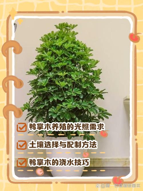 鸭掌怎么养？养殖方法和注意事项有哪些？-第2张图片-宁夏农业信息网