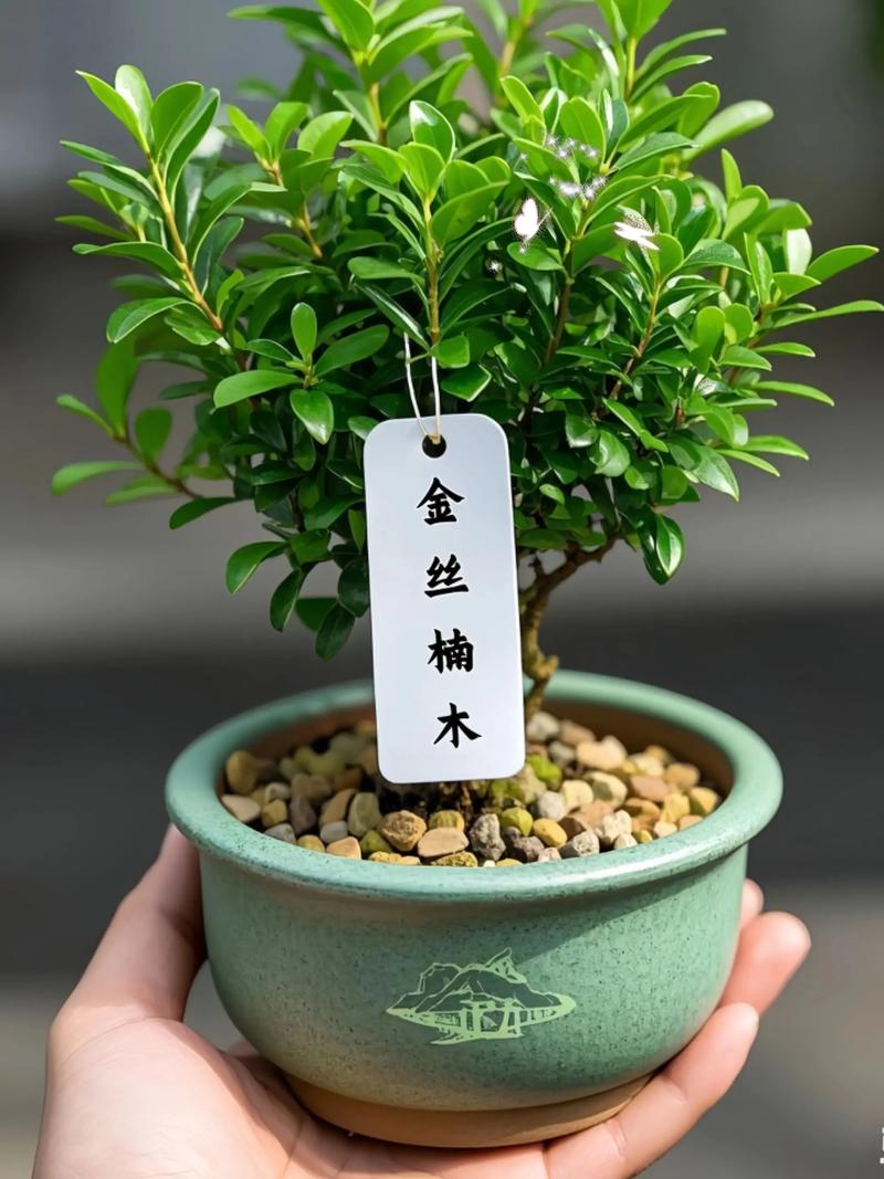 小叶赤楠的盆景养殖方法-第1张图片-宁夏农业信息网 小叶赤楠的盆景养殖方法-第1张图片-宁夏农业信息网