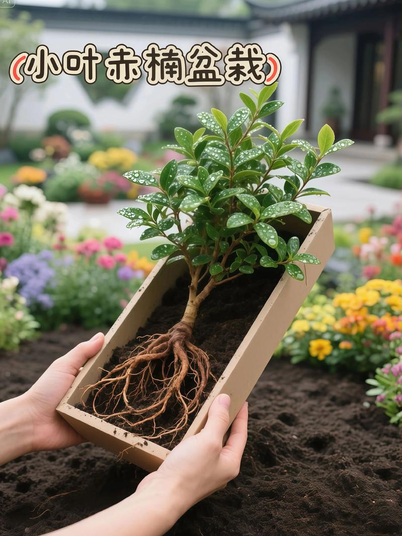 小叶赤楠的盆景养殖方法-第2张图片-宁夏农业信息网 小叶赤楠的盆景养殖方法-第2张图片-宁夏农业信息网