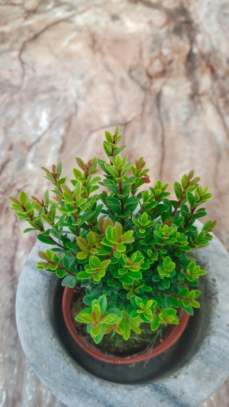 小叶赤楠的盆景养殖方法-第3张图片-宁夏农业信息网 小叶赤楠的盆景养殖方法-第3张图片-宁夏农业信息网