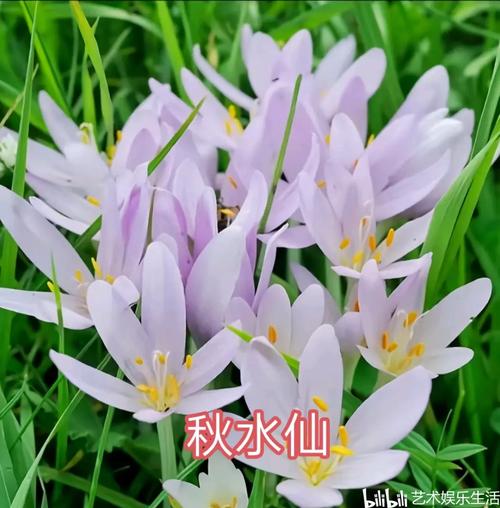 球根花卉品种有哪些？-第2张图片-宁夏农业信息网