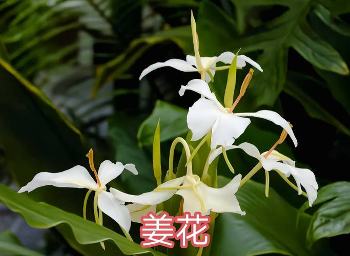 球根花卉品种有哪些？-第3张图片-宁夏农业信息网