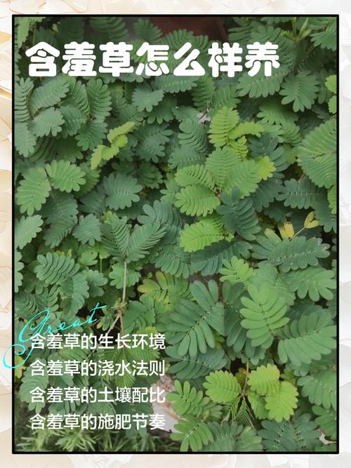 家庭养殖含羞草有哪些技巧？-第1张图片-宁夏农业信息网