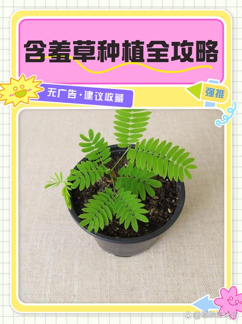 家庭养殖含羞草有哪些技巧？-第3张图片-宁夏农业信息网