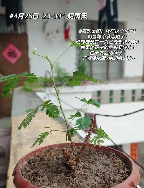 家庭养殖含羞草有哪些技巧？-第2张图片-宁夏农业信息网