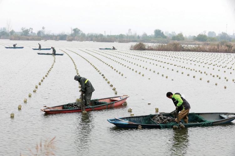 淮南水产养殖大户分布在哪些区域？-第1张图片-宁夏农业信息网