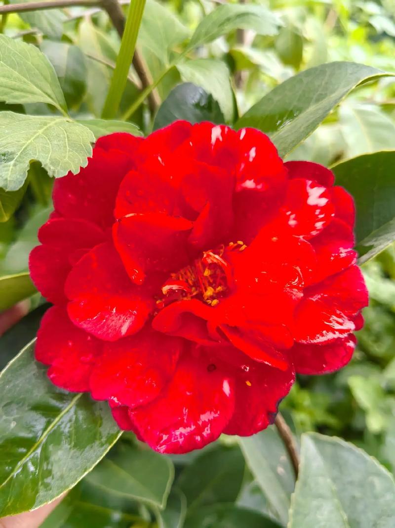 夏日茶花哪个品种最美?-第1张图片-宁夏农业信息网 夏日茶花哪个品种最美?-第1张图片-宁夏农业信息网