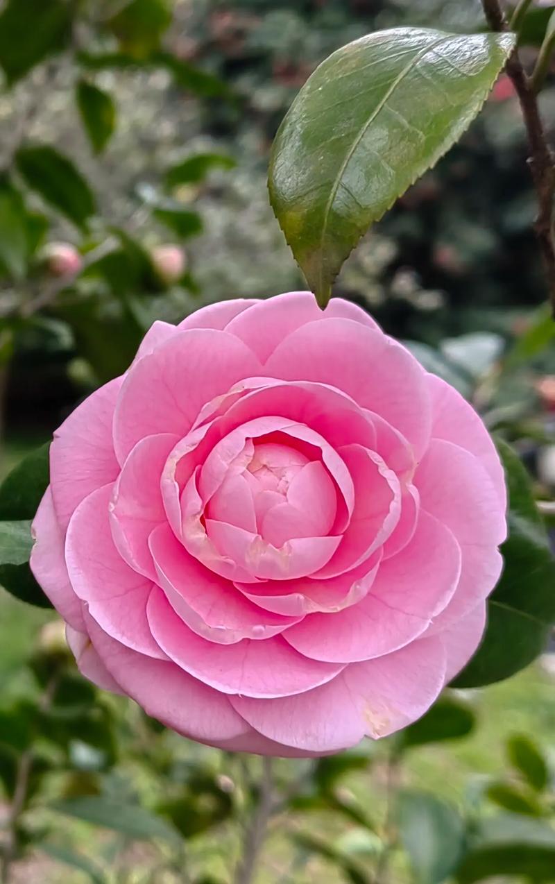 夏日茶花哪个品种最美?-第2张图片-宁夏农业信息网 夏日茶花哪个品种最美?-第2张图片-宁夏农业信息网