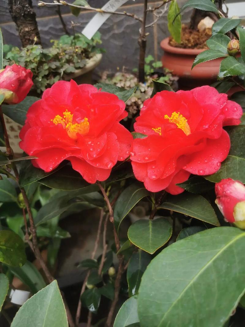 夏日茶花哪个品种最美?-第3张图片-宁夏农业信息网 夏日茶花哪个品种最美?-第3张图片-宁夏农业信息网