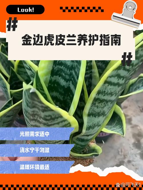 虎皮兰怎么养才好？-第1张图片-宁夏农业信息网