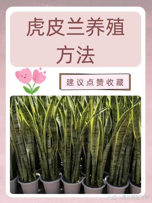 虎皮兰怎么养才好？-第2张图片-宁夏农业信息网