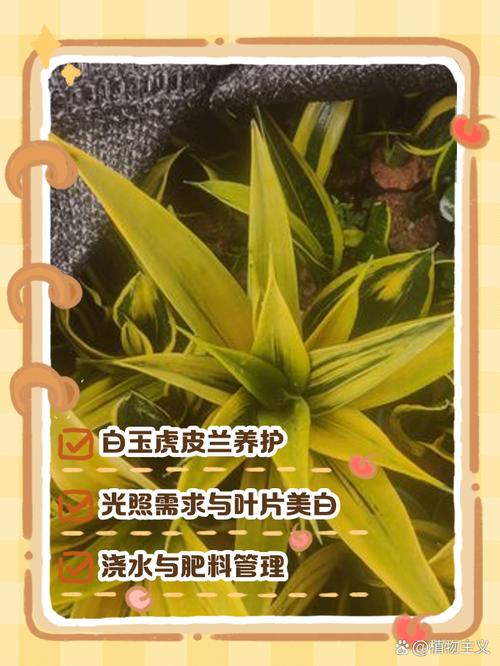 虎皮兰怎么养才好？-第3张图片-宁夏农业信息网