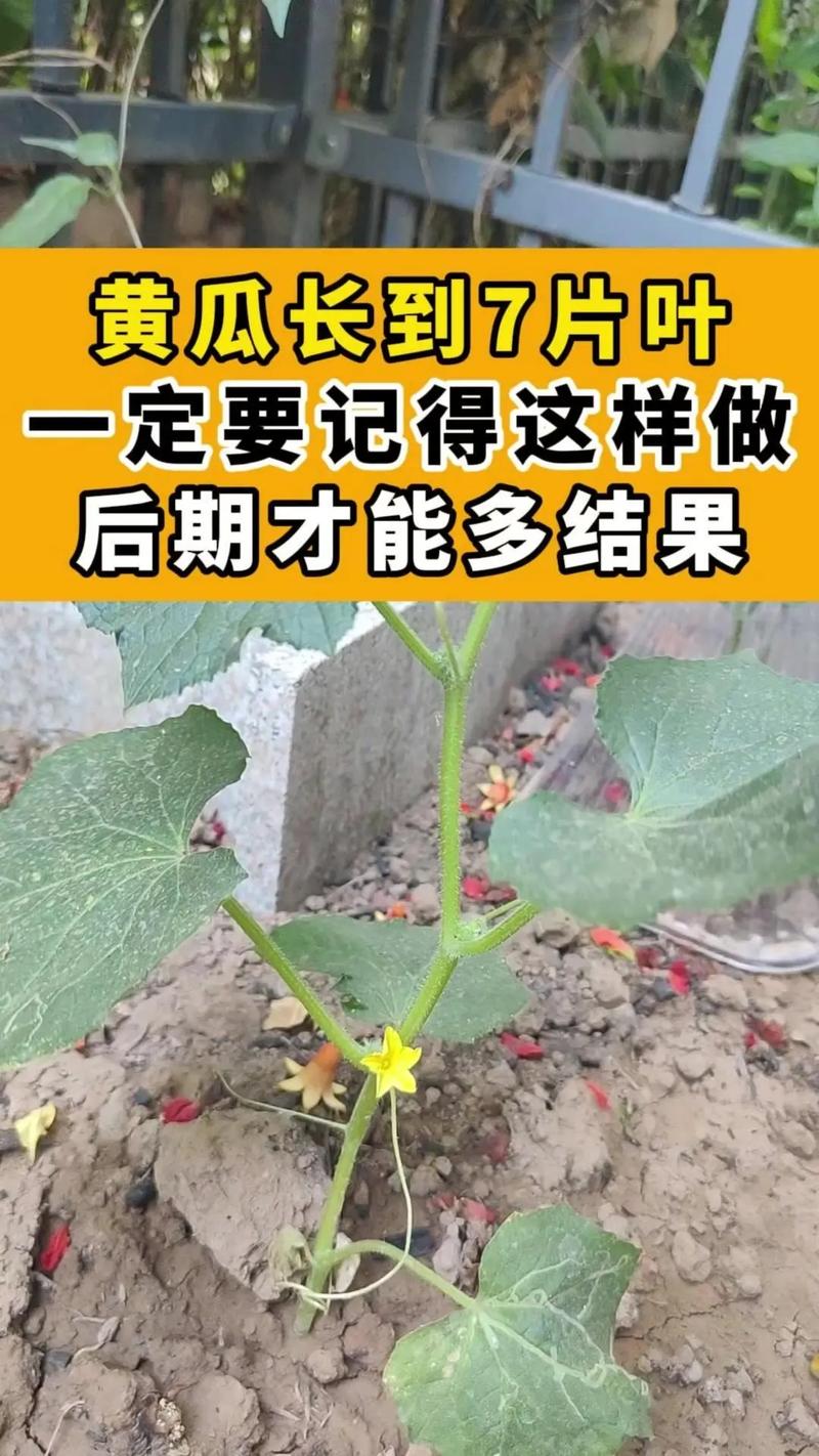 黄瓜栽培视频教程怎么学才高效?-第1张图片-宁夏农业信息网 黄瓜栽培视频教程怎么学才高效?-第1张图片-宁夏农业信息网