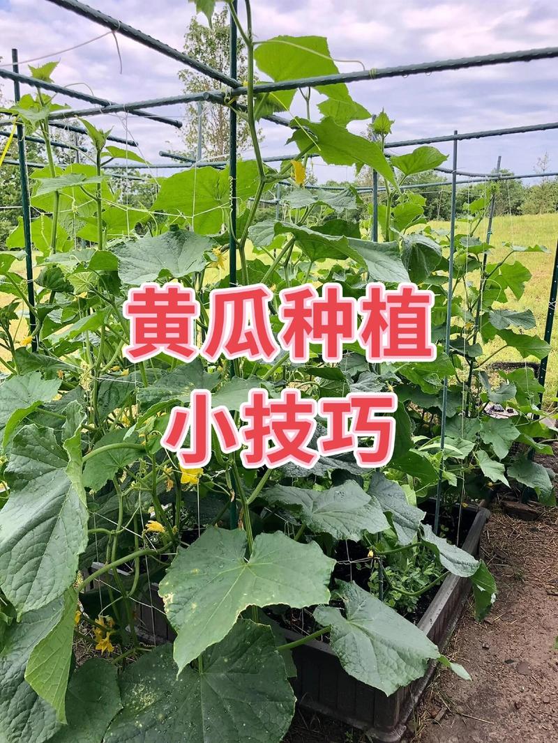 黄瓜栽培视频教程怎么学才高效?-第3张图片-宁夏农业信息网 黄瓜栽培视频教程怎么学才高效?-第3张图片-宁夏农业信息网