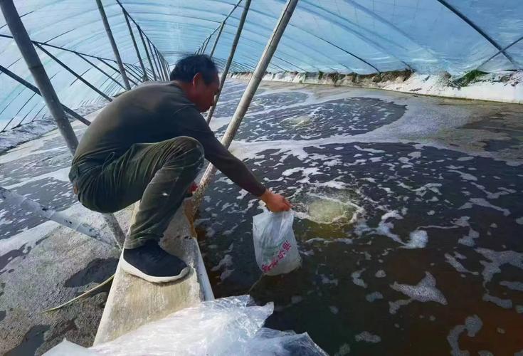 水产养殖消毒后何时放苗最佳?-第1张图片-宁夏农业信息网 水产养殖消毒后何时放苗最佳?-第1张图片-宁夏农业信息网