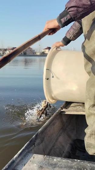 水产养殖消毒后何时放苗最佳?-第3张图片-宁夏农业信息网 水产养殖消毒后何时放苗最佳?-第3张图片-宁夏农业信息网