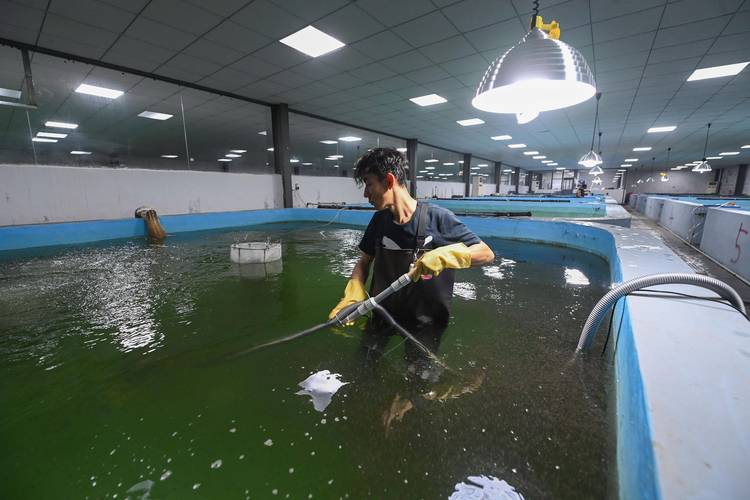 水产养殖消毒后何时放苗最佳？-第2张图片-宁夏农业信息网