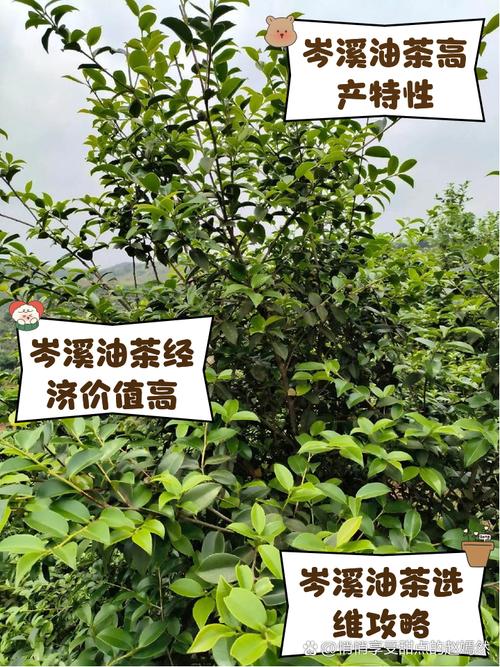 贵州适合种植哪些油茶品种？-第2张图片-宁夏农业信息网