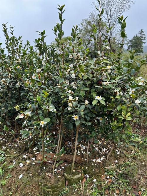 贵州适合种植哪些油茶品种？-第3张图片-宁夏农业信息网