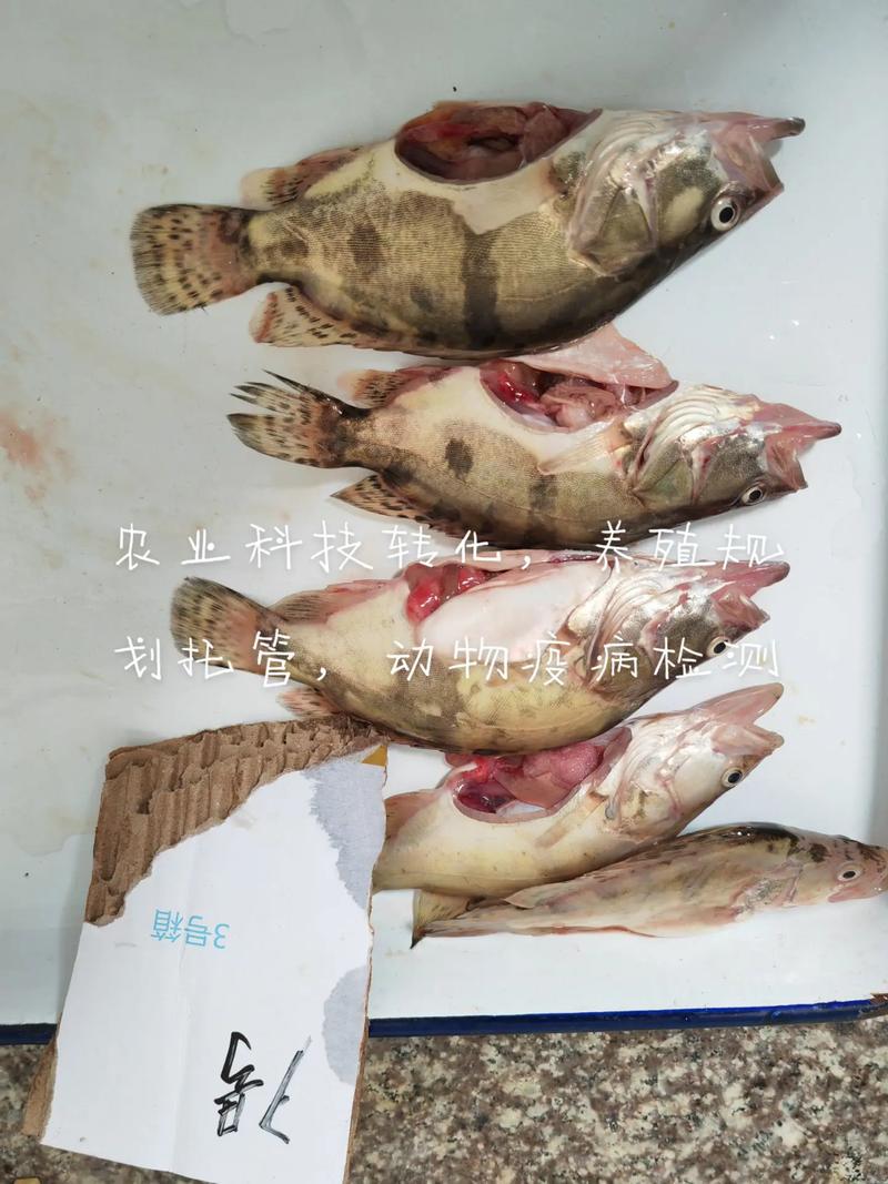 广东水产鱼类检测超标，哪些鱼超标了？-第1张图片-宁夏农业信息网
