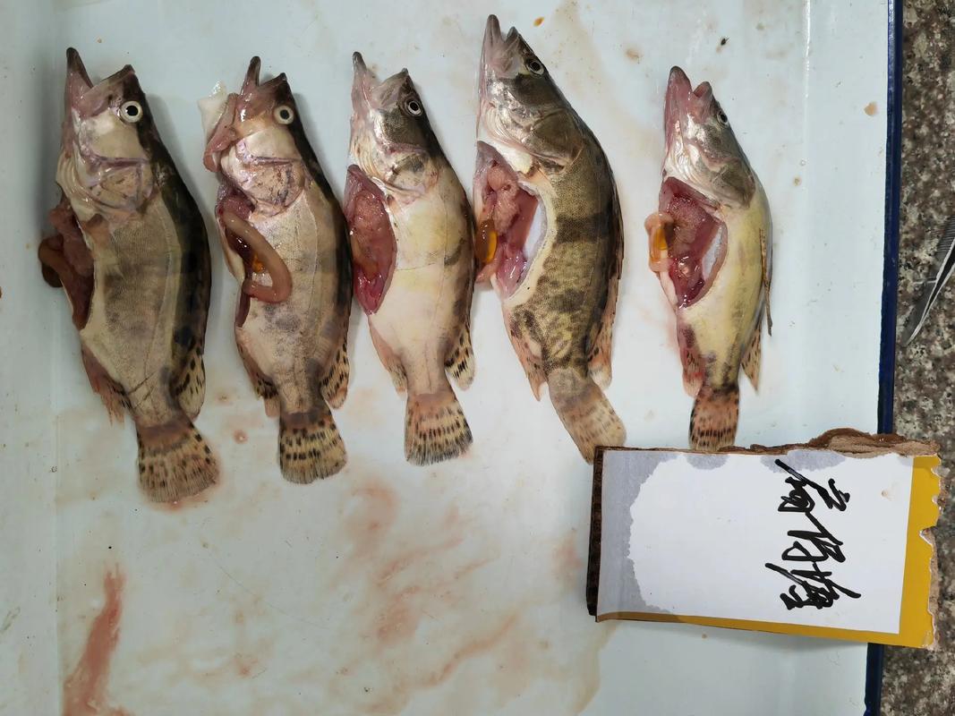 广东水产鱼类检测超标,哪些鱼超标了?-第2张图片-宁夏农业信息网 广东水产鱼类检测超标,哪些鱼超标了?-第2张图片-宁夏农业信息网