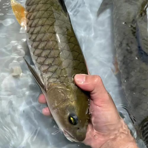 广东水产鱼类检测超标，哪些鱼超标了？-第3张图片-宁夏农业信息网