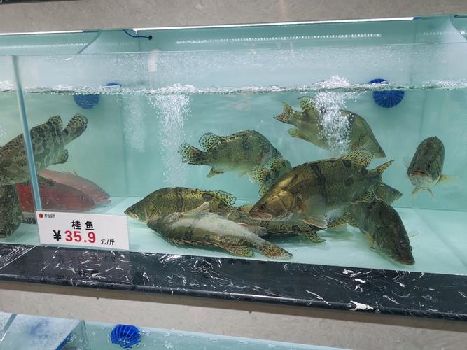 威猛100在水产养殖中具体有什么作用?-第1张图片-宁夏农业信息网 威猛100在水产养殖中具体有什么作用?-第1张图片-宁夏农业信息网