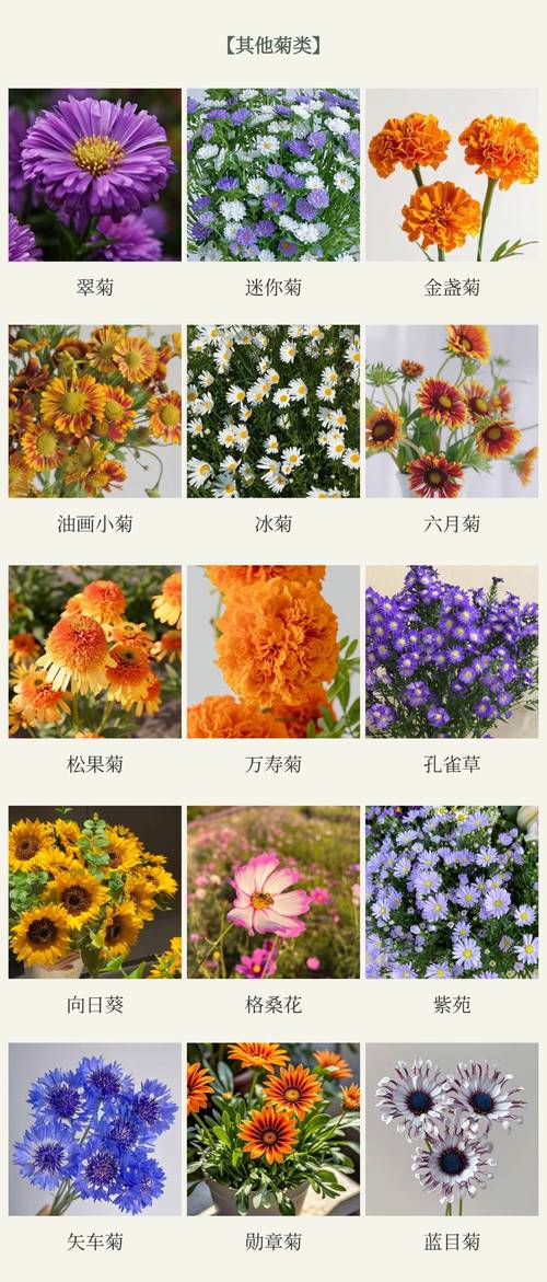 名贵菊花品种有哪些？-第1张图片-宁夏农业信息网