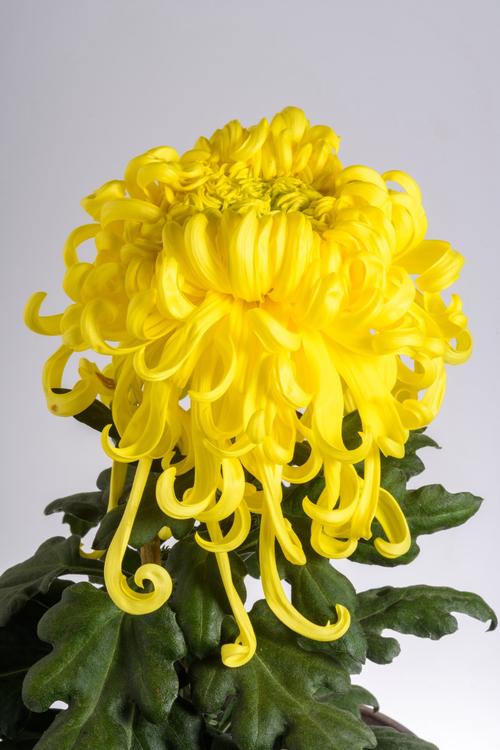 名贵菊花品种有哪些？-第2张图片-宁夏农业信息网