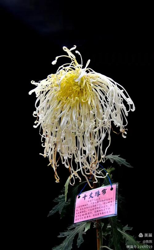 名贵菊花品种有哪些？-第3张图片-宁夏农业信息网