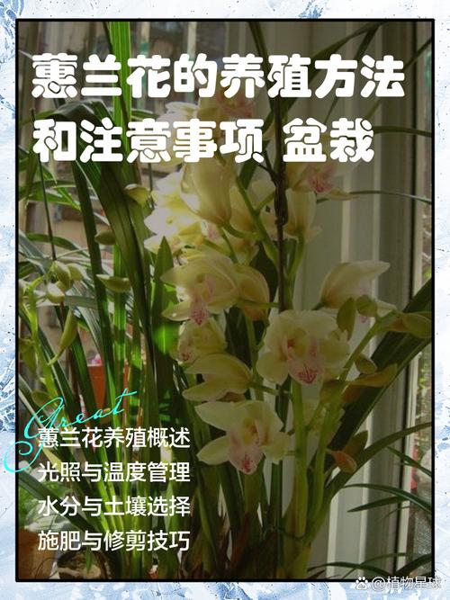 兰花品种知多少？养殖方法有哪些？-第1张图片-宁夏农业信息网