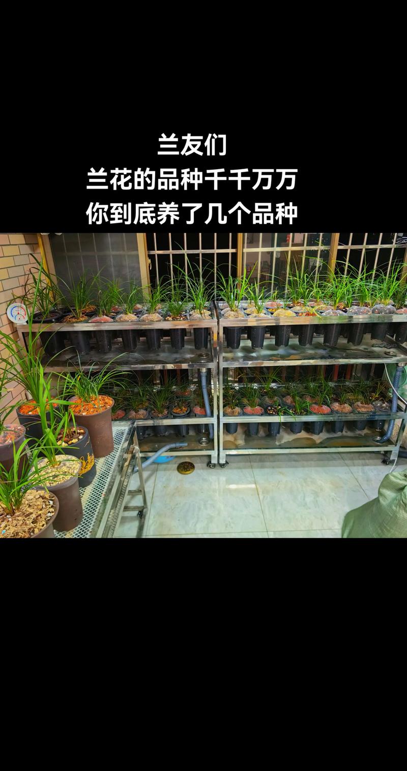 兰花品种知多少？养殖方法有哪些？-第2张图片-宁夏农业信息网