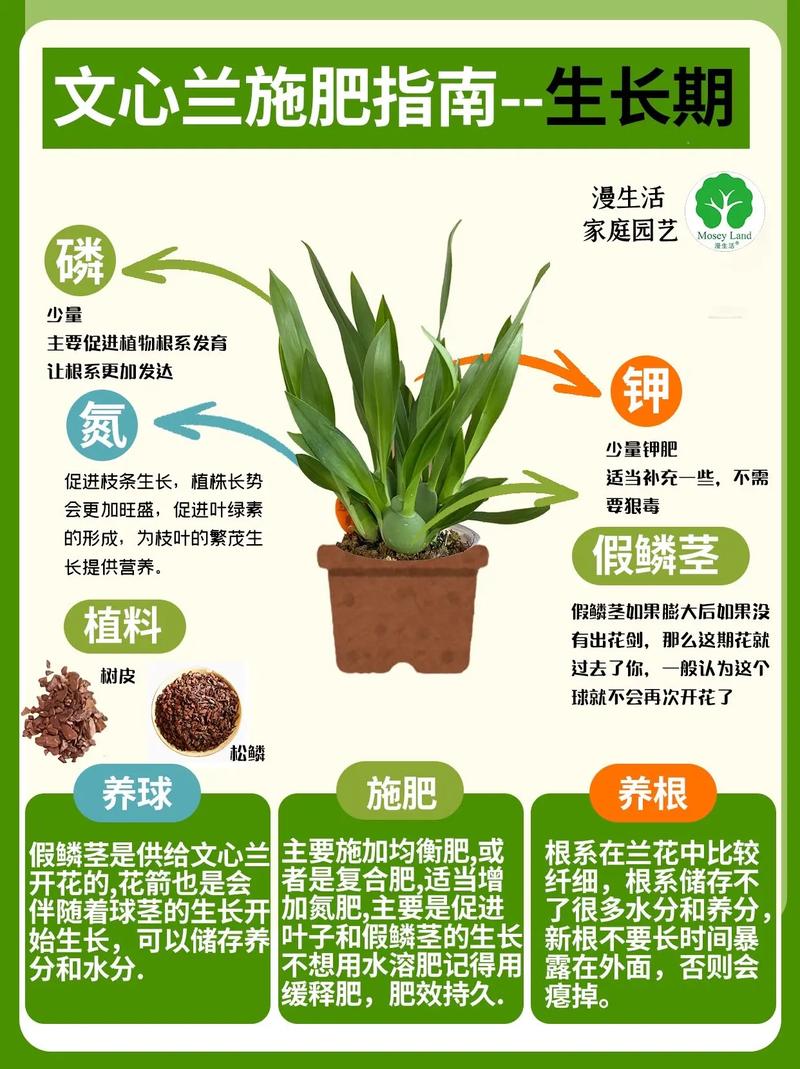 兰花品种知多少？养殖方法有哪些？-第3张图片-宁夏农业信息网