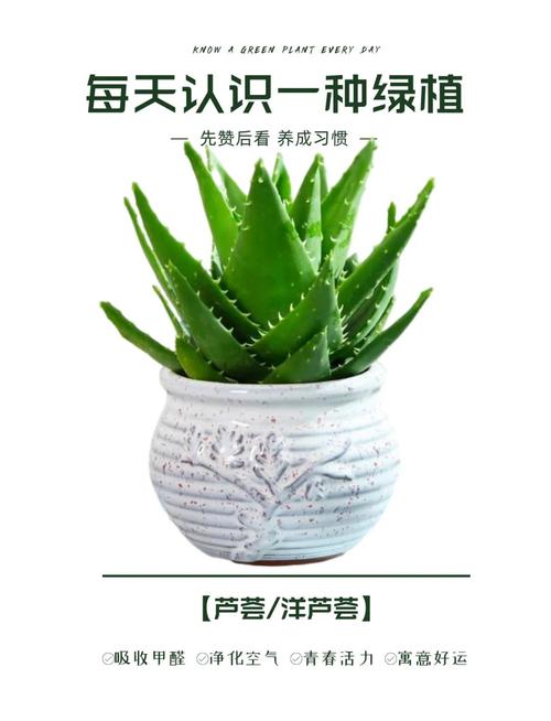 美容芦荟品种有哪些？看图识种！-第1张图片-宁夏农业信息网