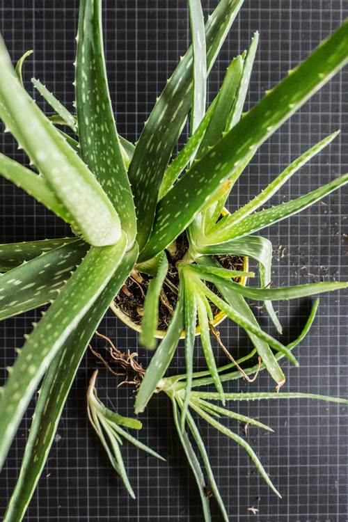 美容芦荟品种有哪些？看图识种！-第3张图片-宁夏农业信息网