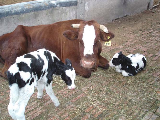 湖南衡阳适合养什么奶牛品种？-第1张图片-宁夏农业信息网