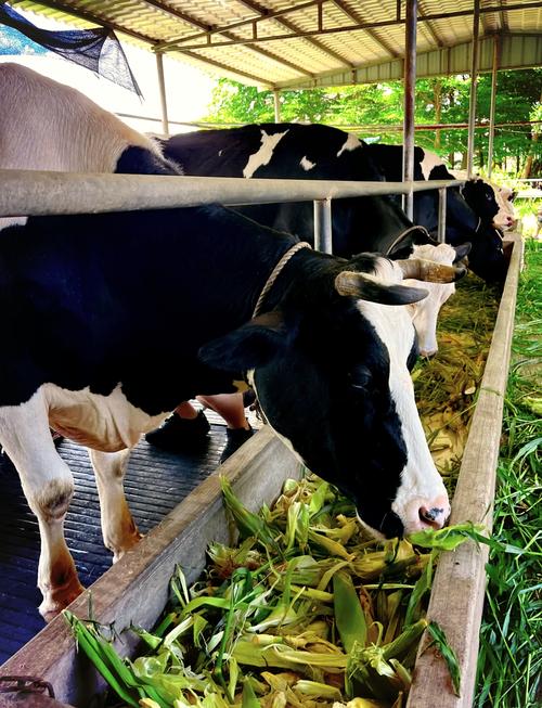 湖南衡阳适合养什么奶牛品种？-第2张图片-宁夏农业信息网