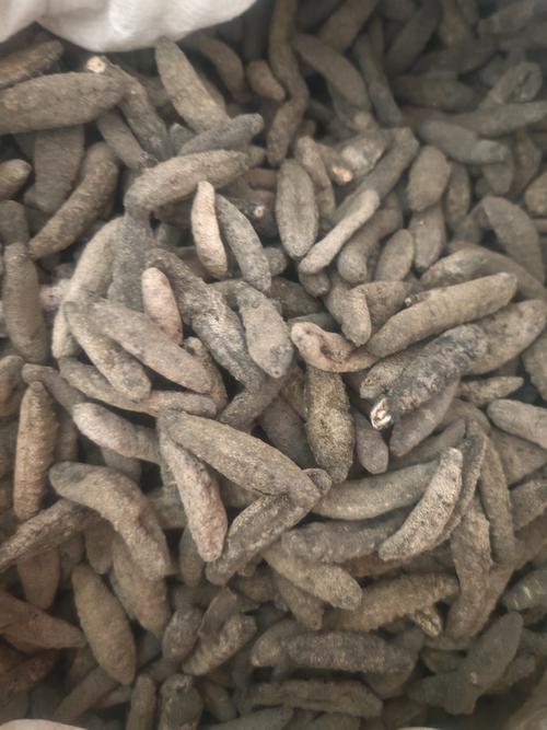 广东电白海参是什么品种？-第2张图片-宁夏农业信息网