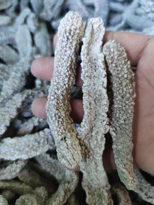 广东电白海参是什么品种？-第1张图片-宁夏农业信息网