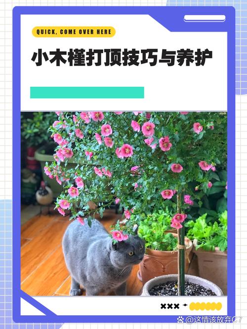 木槿花何时修剪？方法图解来了！-第1张图片-宁夏农业信息网