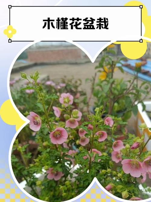 木槿花何时修剪？方法图解来了！-第3张图片-宁夏农业信息网