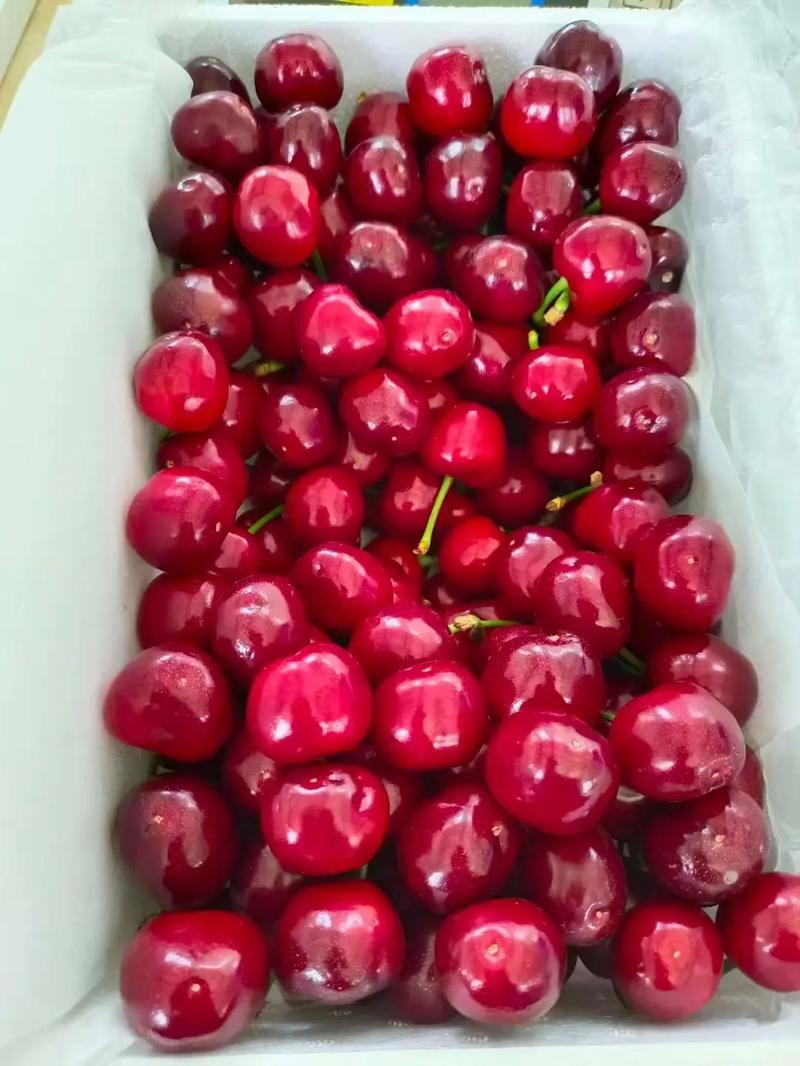 红灯樱桃同期成熟的品种-第1张图片-宁夏农业信息网